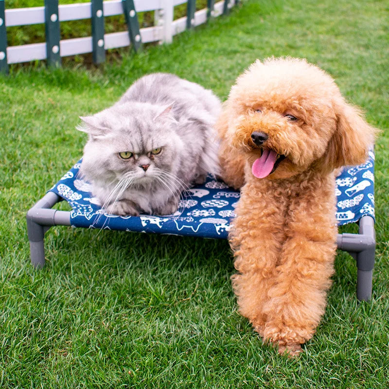 Elevated Comfort for Pets On the Go