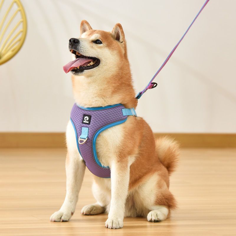 Happy Shiba Inu dog wearing a stylish purple harness, ready for a walk indoors