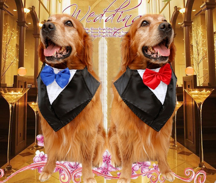 🎉 Celebration & Dress-Up Collection