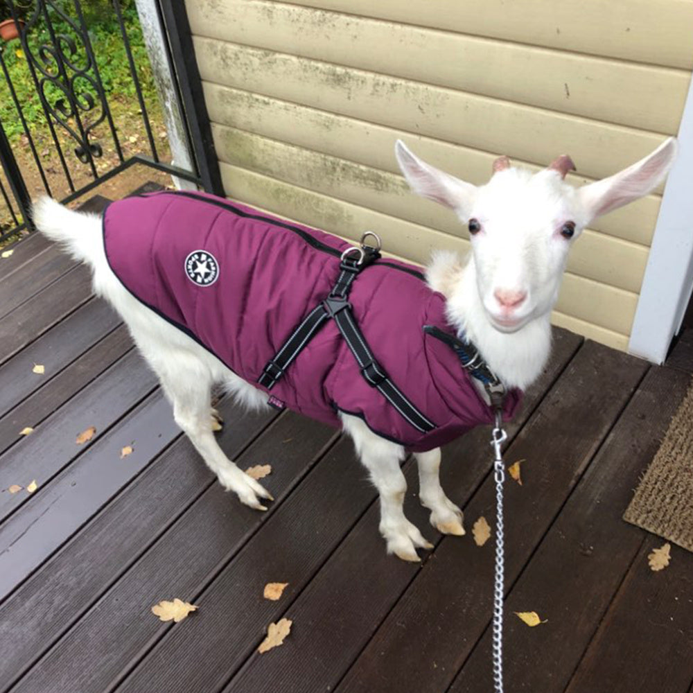 Waterproof Dog Coat With Harness – Warm Jacket for Small to Large Dogs