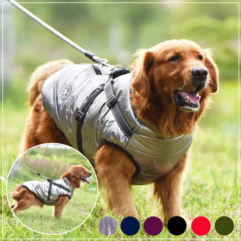 Golden Retriever wearing army green waterproof dog coat with harness – XPetShop