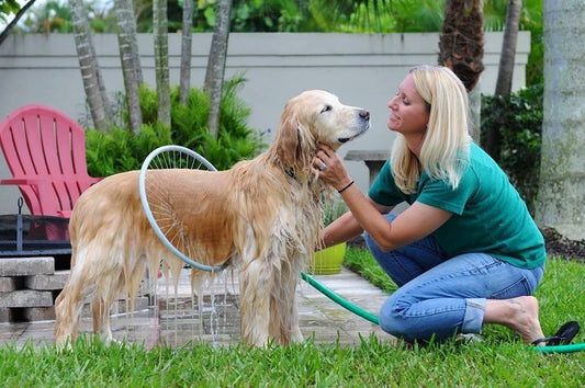 Golden retriever being bathed using automatic 360° pet bath ring for smoot bath